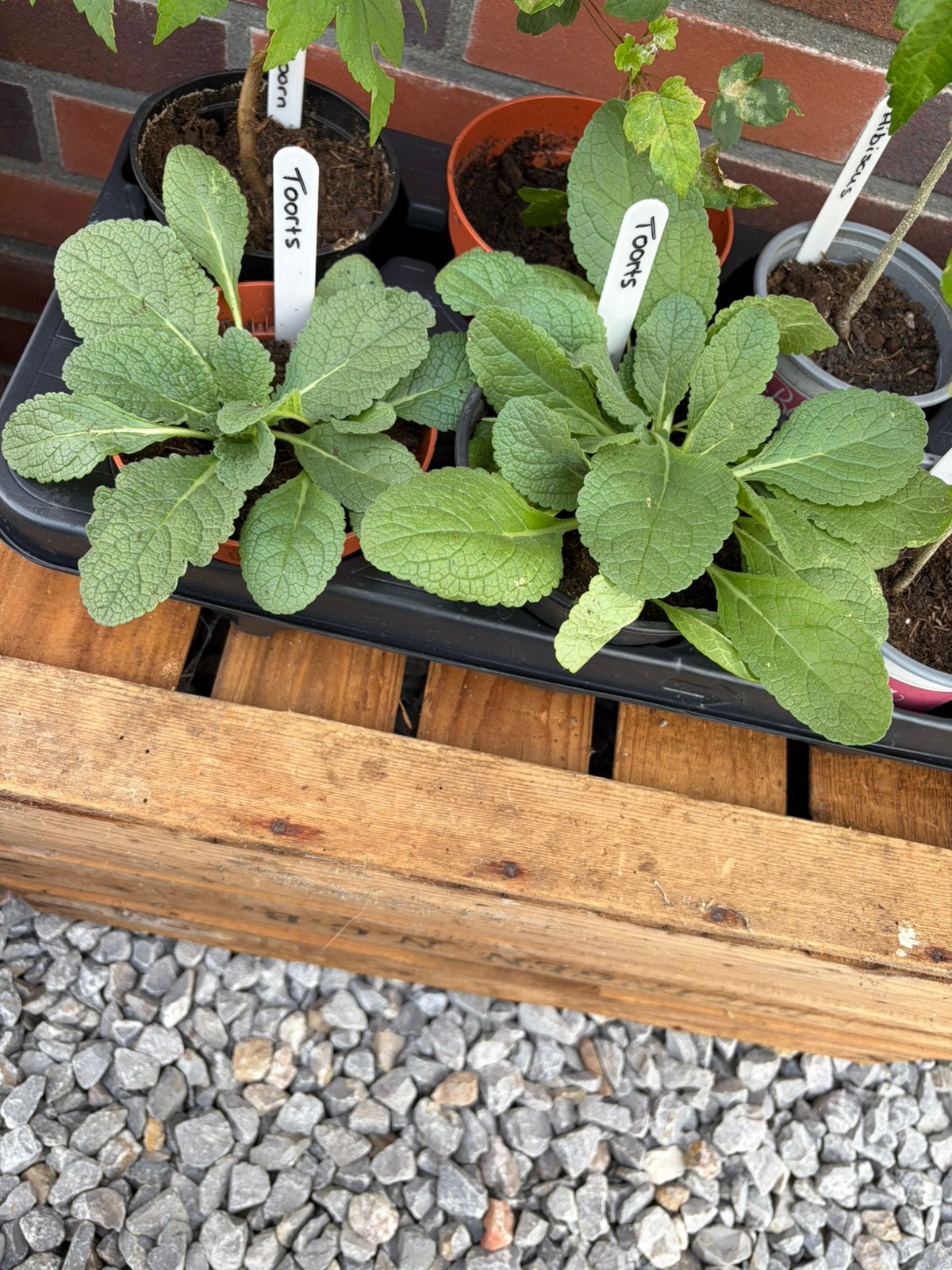 Toorts - 5 beschikbaar in bieb, Tuin en Terras, Volle zon, Vaste plant, Zomer, Ophalen