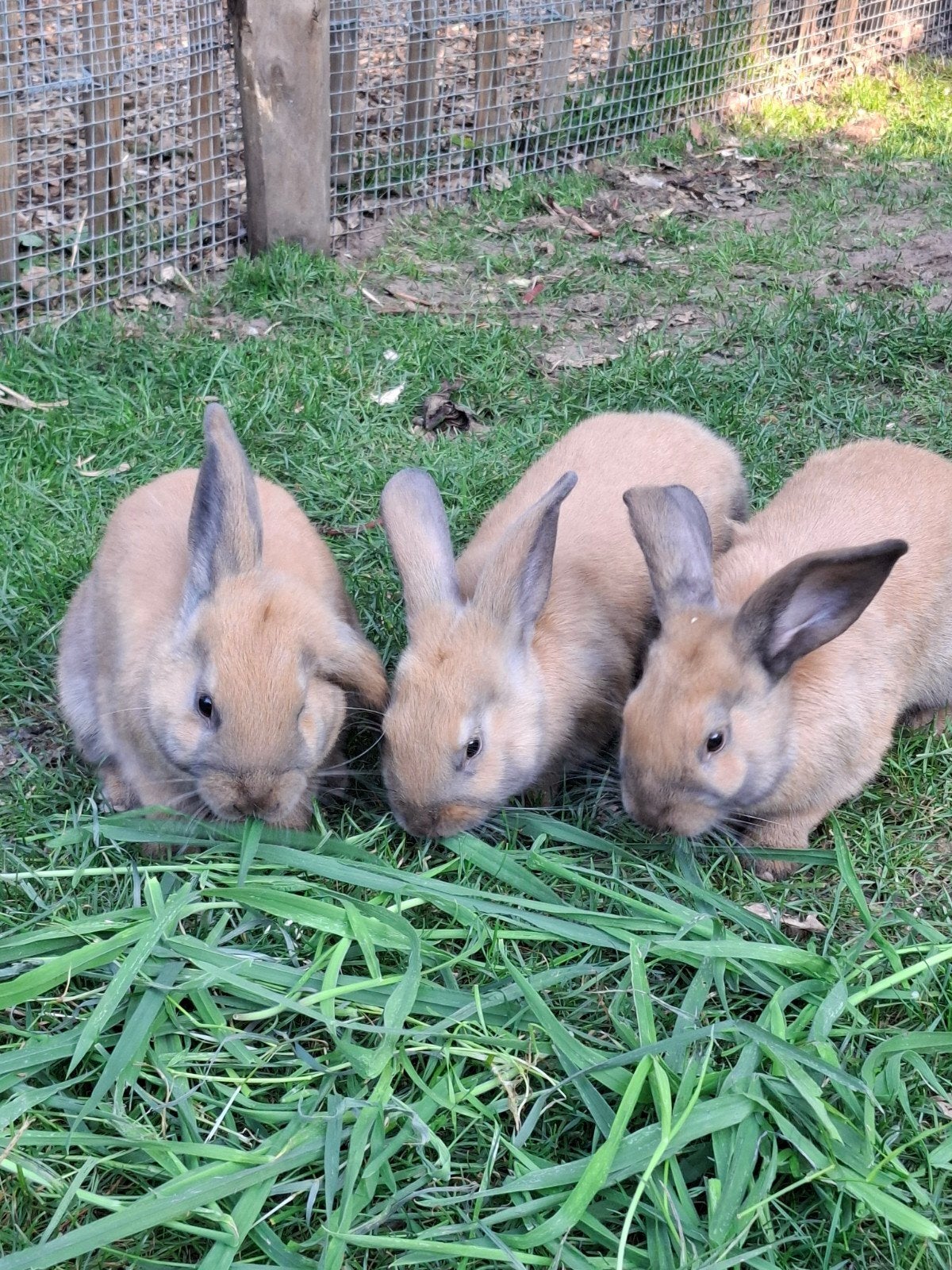 Mooie jonge konijntjes, Dieren en Toebehoren, Konijnen, Meerdere dieren, Hangoor