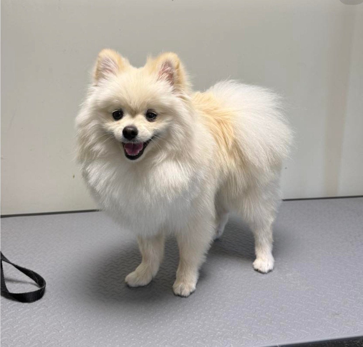 Pomeriaan, Dieren en Toebehoren, Reu, 1 tot 2 jaar, Eén hond, CDV (hondenziekte)