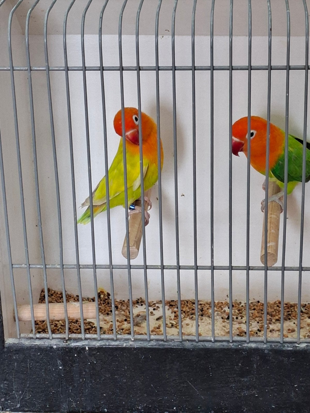mooie ficheries, Dieren en Toebehoren, Meerdere dieren, Parkiet