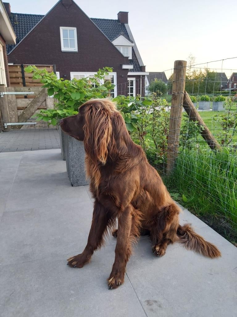 Duitse staande langhaar Nestaankondiging begin Juni, Meerdere, Meerdere dieren, Nederland, Fokker | Hobbymatig
