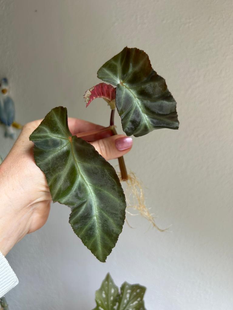 Begonia grey feather, gewortelde stekken zie advertentie, Ophalen of Verzenden, Halfschaduw, Minder dan 100 cm