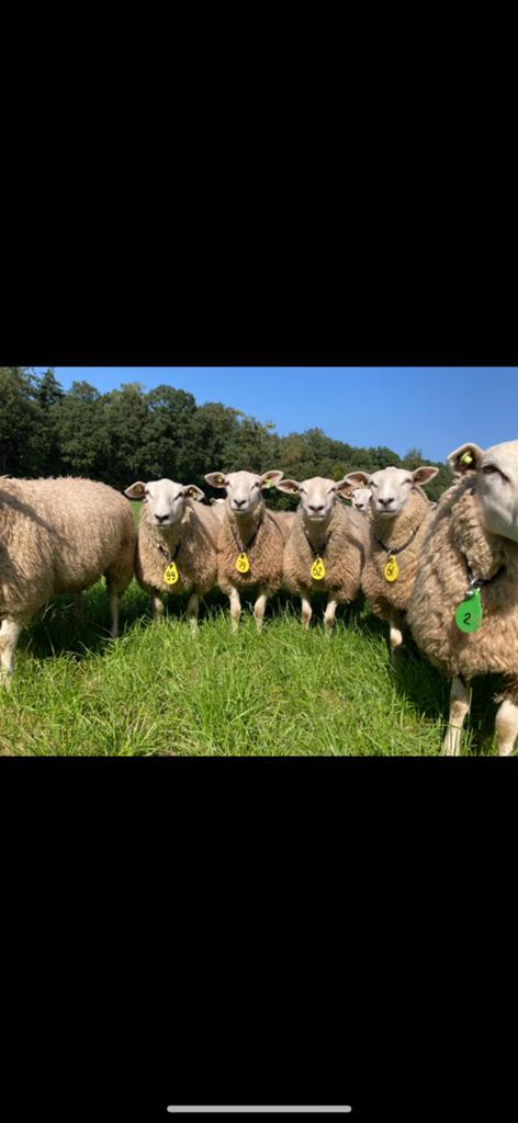 Stamboek swifter dekram gezocht, Dieren en Toebehoren, Schapen, Geiten en Varkens, Mannelijk, Schaap