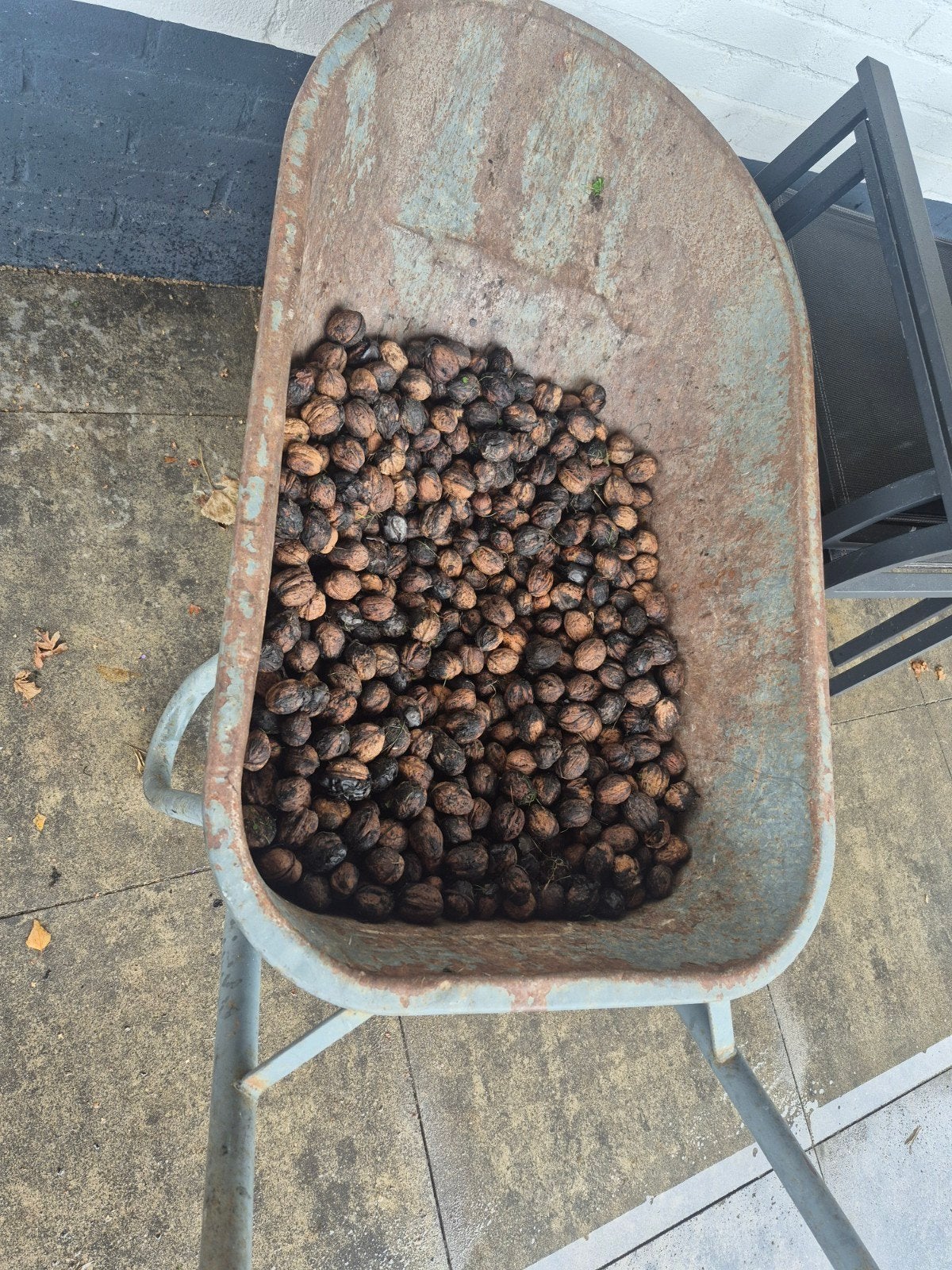 Verse walnoten uit eigen tuin - halve kruiwagen vol, Diversen, Ophalen