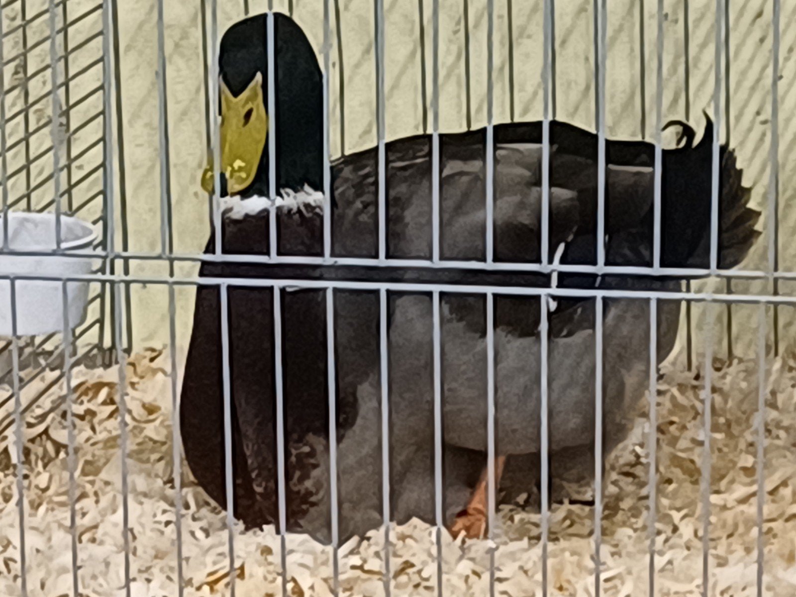 Engels Rouaan eend, Mannelijk, Gans of Zwaan