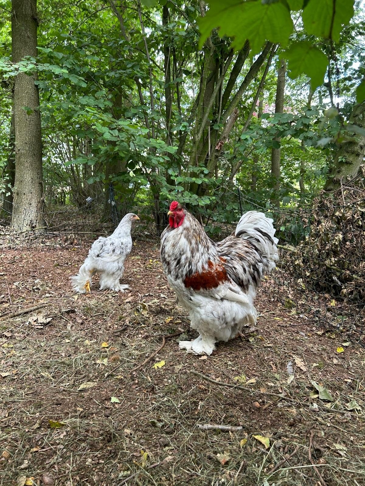 Brahma haan, grote soort,  en Cochin groot haantjes, Dieren en Toebehoren, Mannelijk, Kip