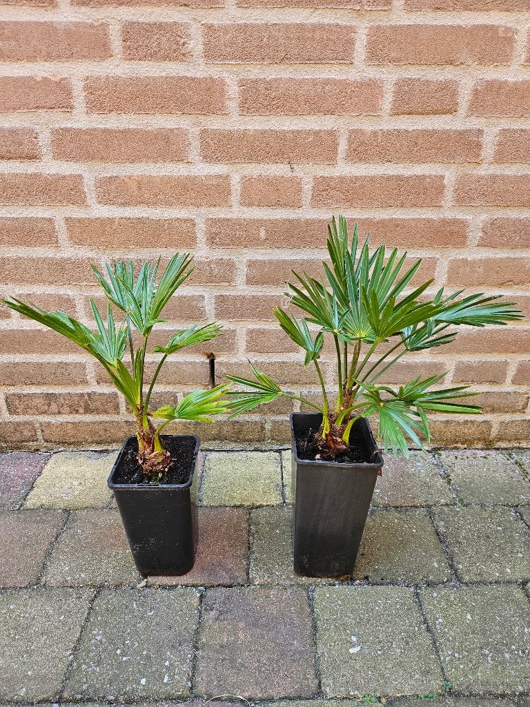 Trachycarpus  Wagnerianus   -   Chinese  Waaierpalm, Ophalen, Overige soorten, Volle zon