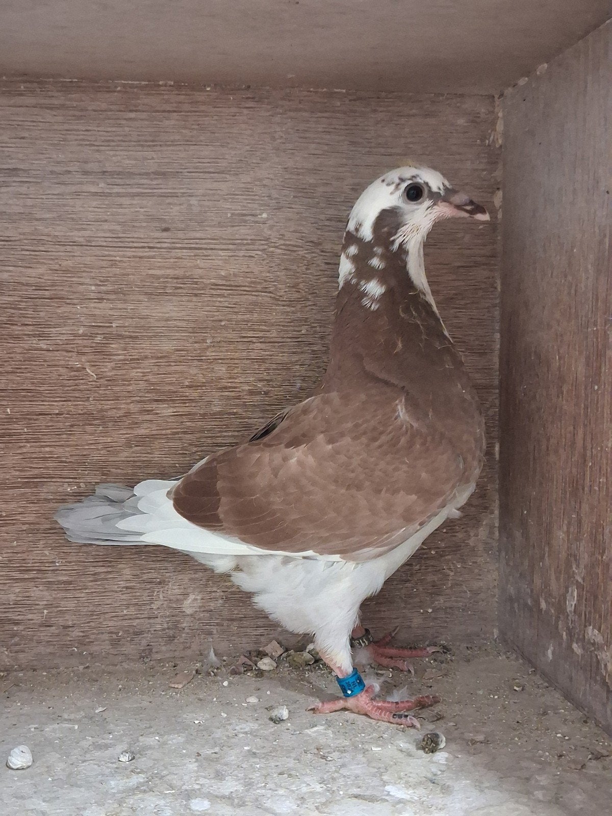 2 jonge rood bonte postduiven, Dieren en Toebehoren, Vogels | Duiven, Meerdere dieren, Postduif