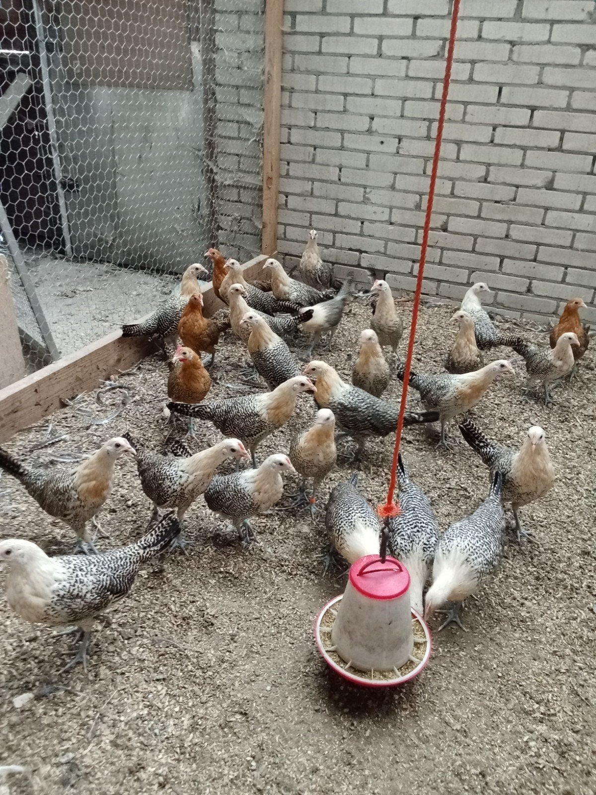 Friese citroenpel kriel hennetjes, Dieren en Toebehoren, Pluimvee, Kip, Vrouwelijk