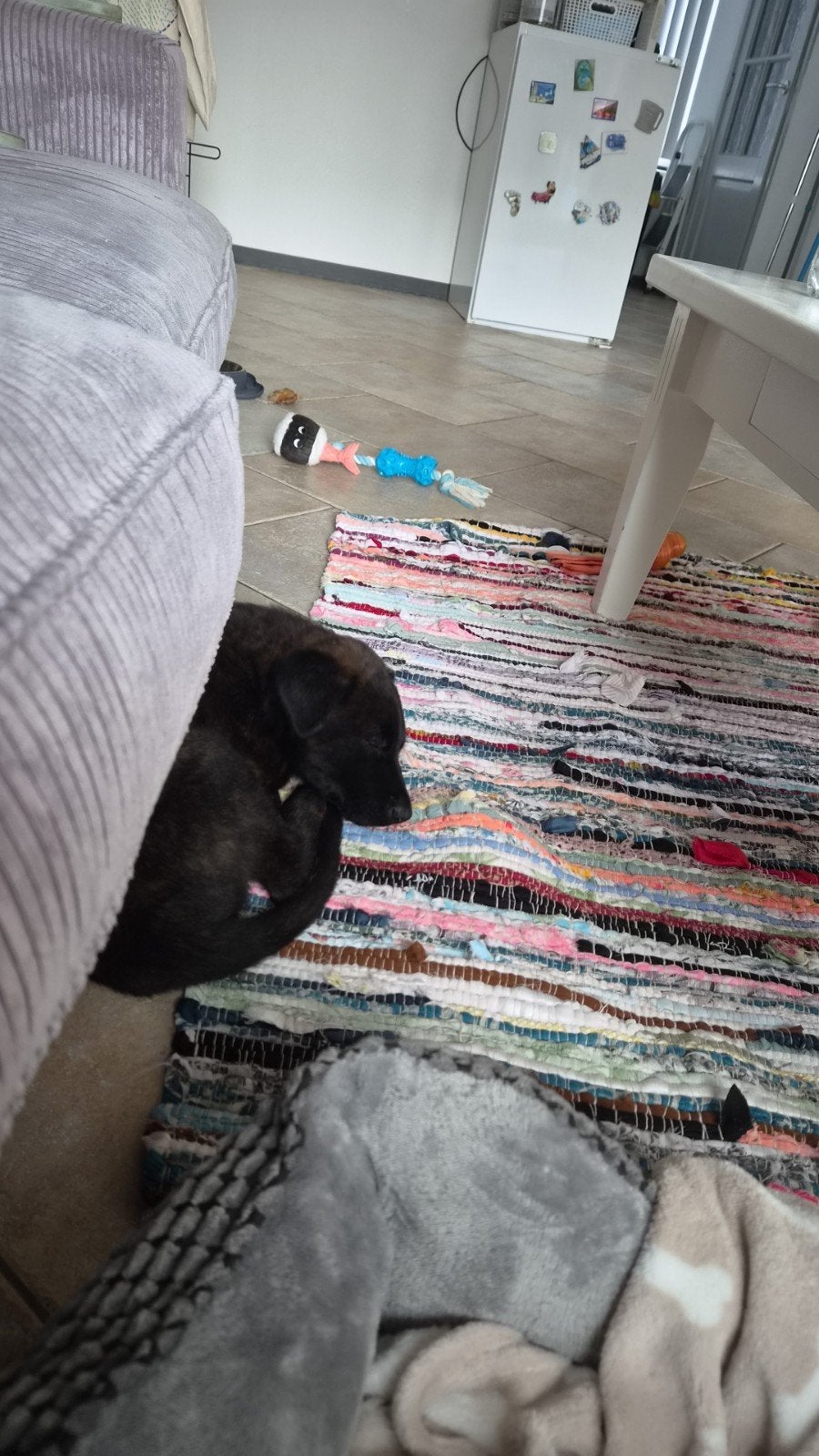 hollandse herder pup, Parvo, Reu, 8 tot 15 weken, Eén hond