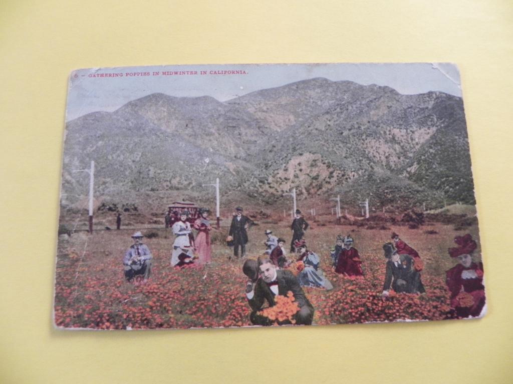 Ansicht Californië, verzamelen van poppies in de midwinter, Ophalen of Verzenden, Voor 1920, Gelopen, Buiten Europa