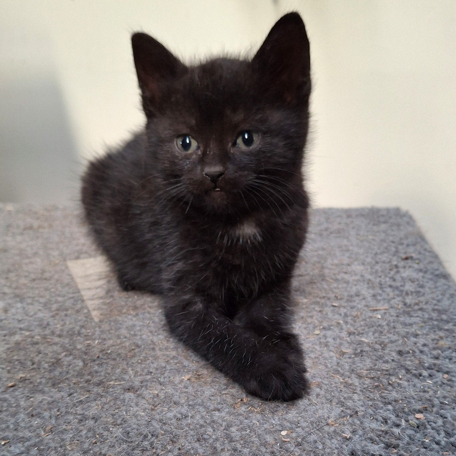 Lieve speelse kittens (nog 2 beschikbaar), Meerdere dieren, Kortharig