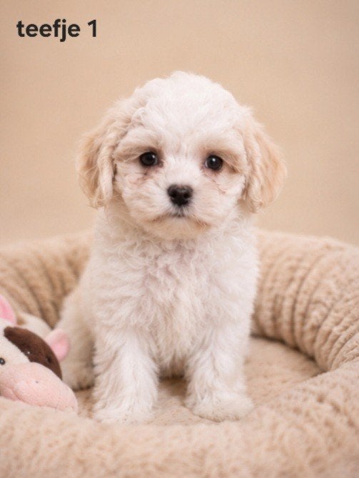 Prachtige gezonde boomer pups.Shih tzu maal maltezer., Parvo, Overige rassen, 8 tot 15 weken, Meerdere