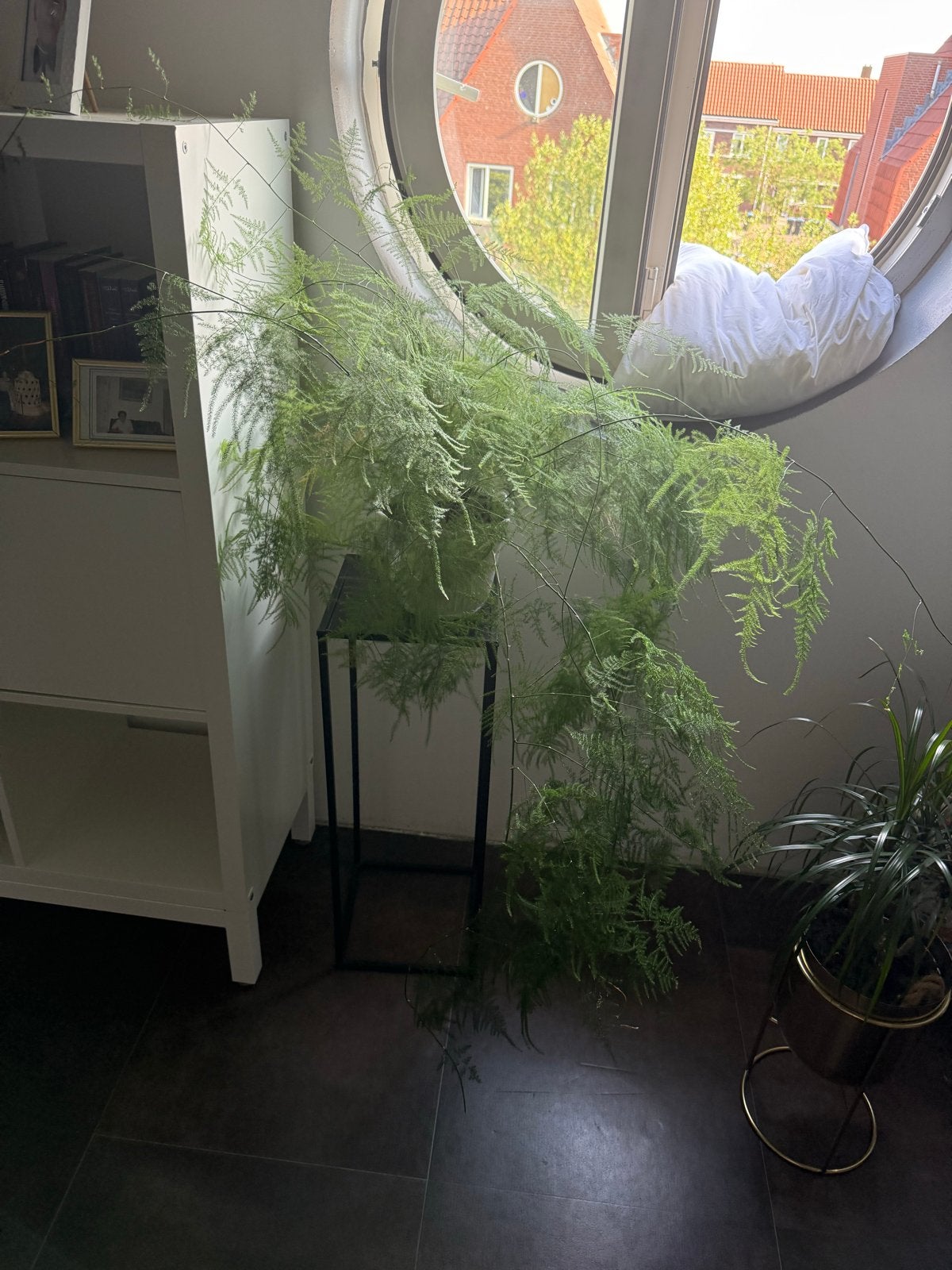 Grote Asparagus varen kamerplant, Huis en Inrichting, Kamerplanten, 100 tot 150 cm, Overige soorten, In pot, Groene kamerplant
