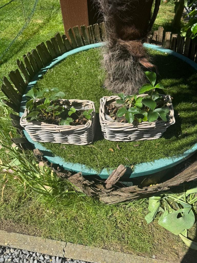 2 rieten mandjes met aarbeien plantjes, Overige soorten, Volle zon, Vaste plant, Ophalen of Verzenden