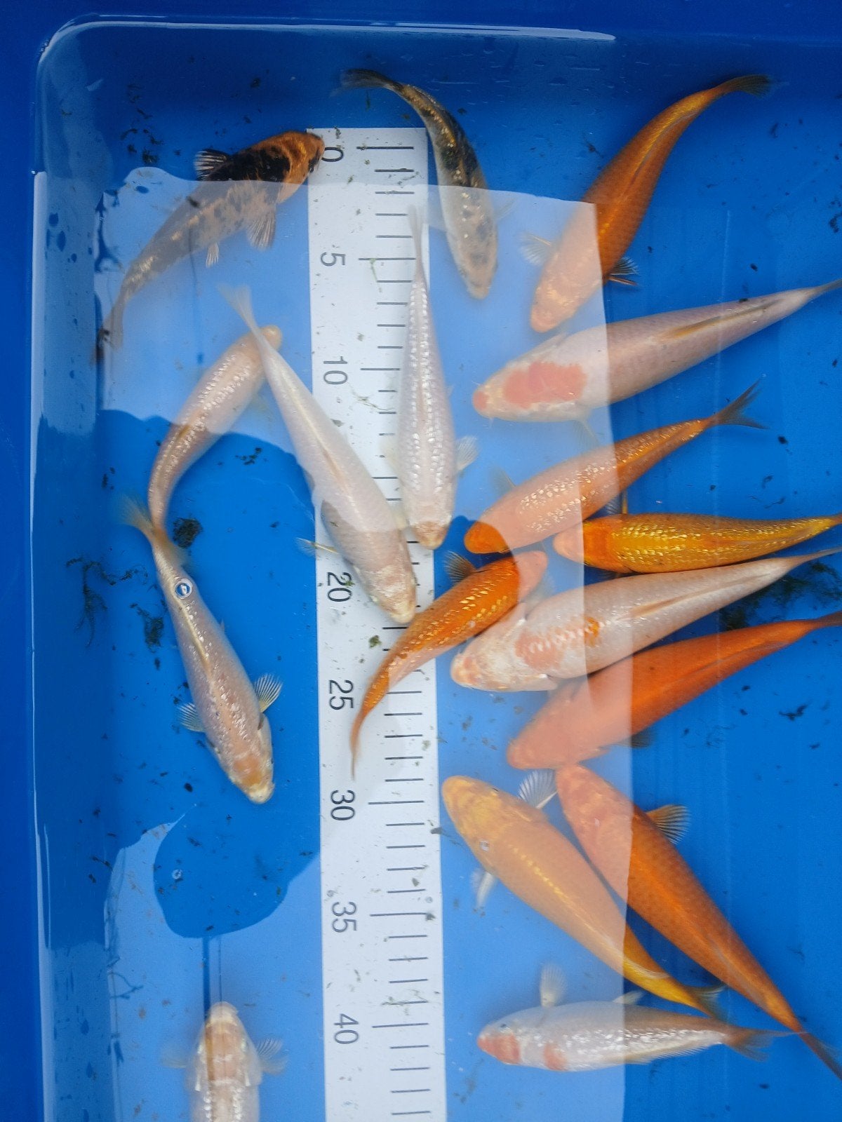 Koi kappertjes, Karper of Koi