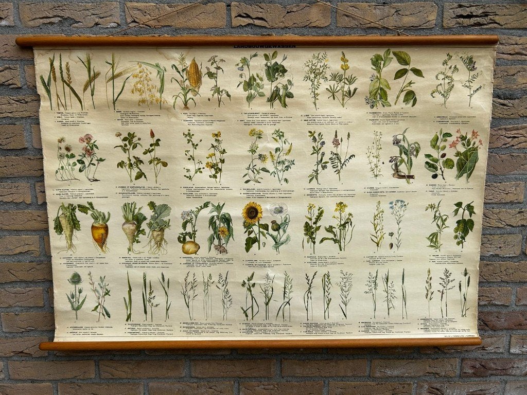 Landbouwgewassen, Antiek en Kunst, Ophalen of Verzenden, Natuur en Biologie