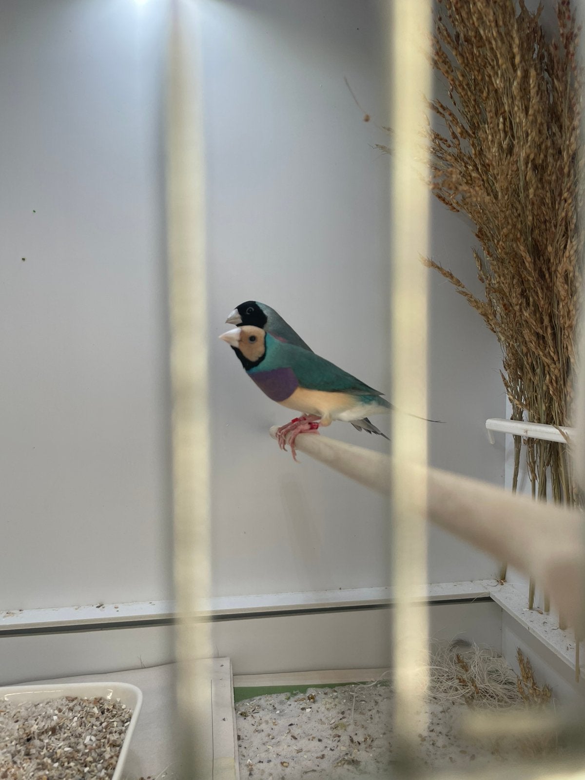 24 tropische vogels. (Alleen alle 24 vogels in 1 koop!), Dieren en Toebehoren, Meerdere dieren, Tropenvogel, Geringd