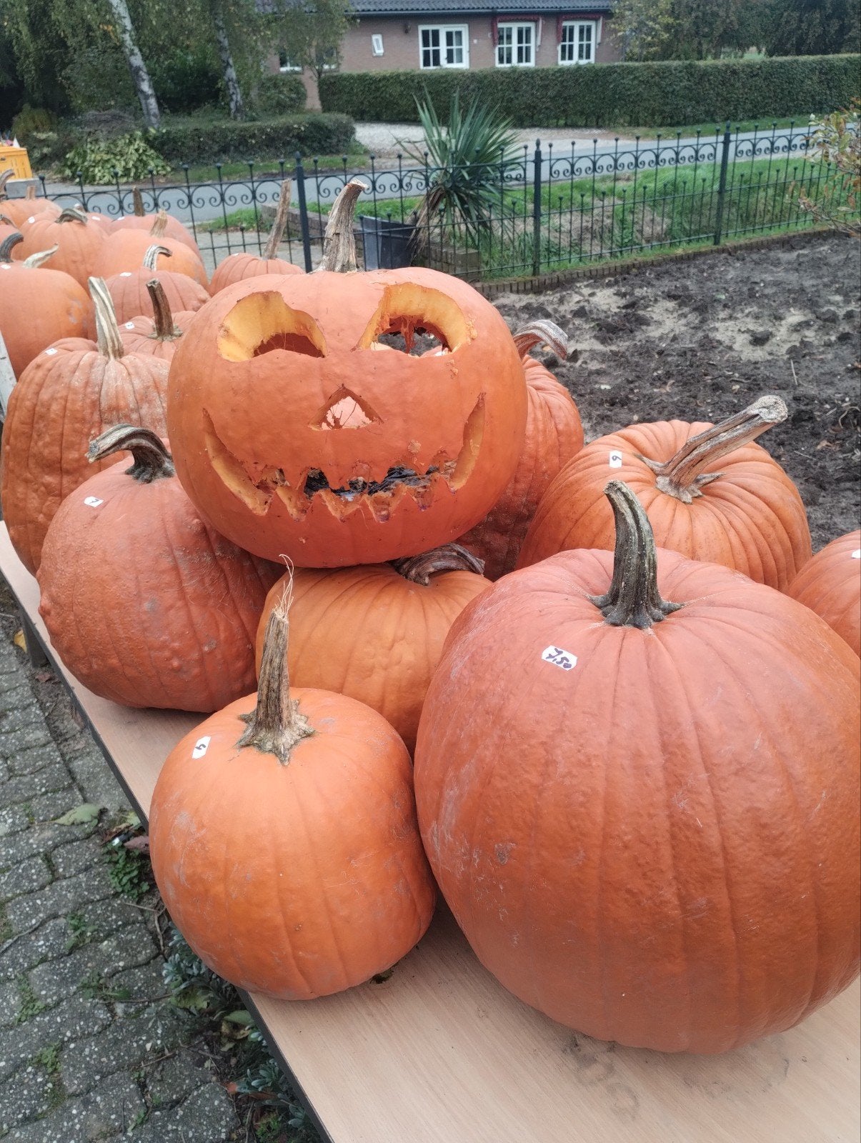 Halloween pompoenen (groot), Ophalen, Nieuw, Halloween of Griezel