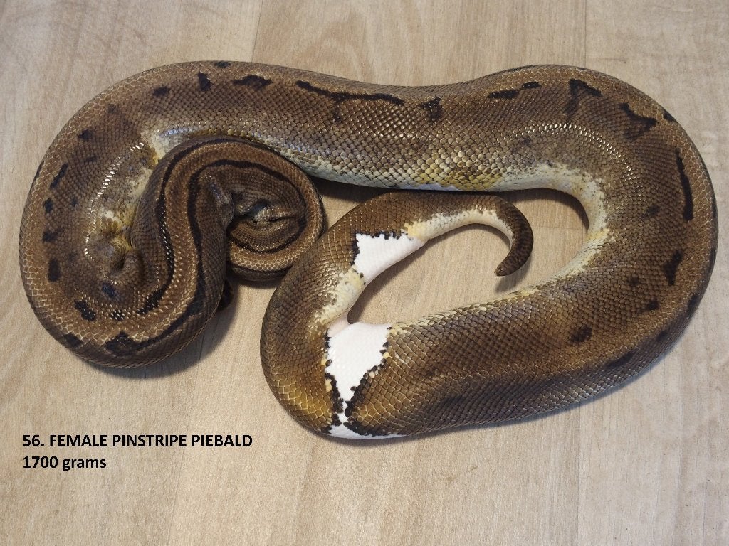Koningspythons halfwas en volwassen kweekdieren deel 3 Ball Python photo 8