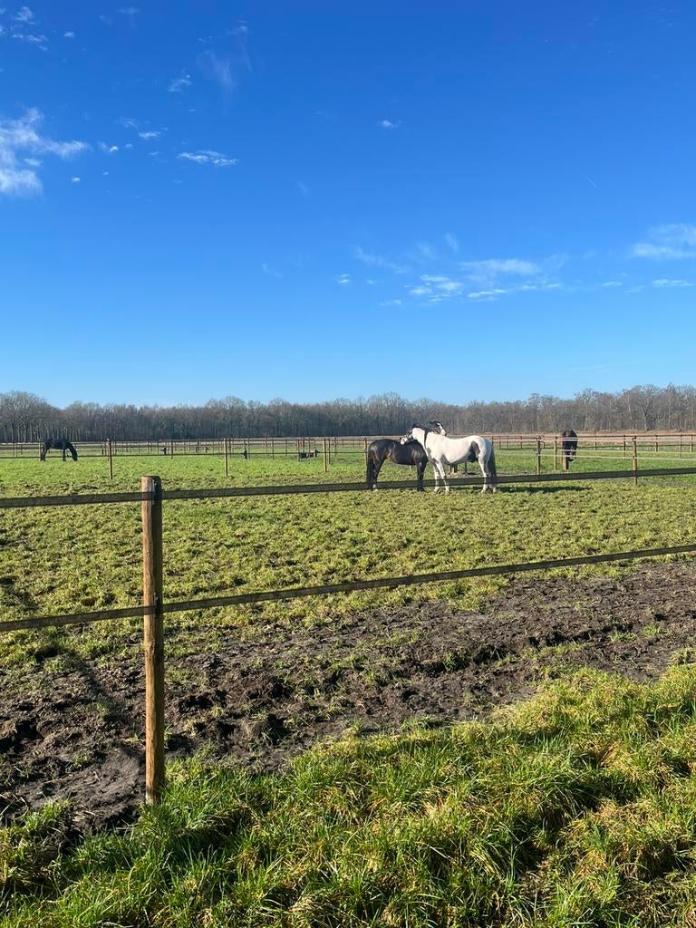 Per direct 2 boxen vrij voor pension of revalidatie., Dieren en Toebehoren, Weidegang, 2 of 3 paarden of pony's