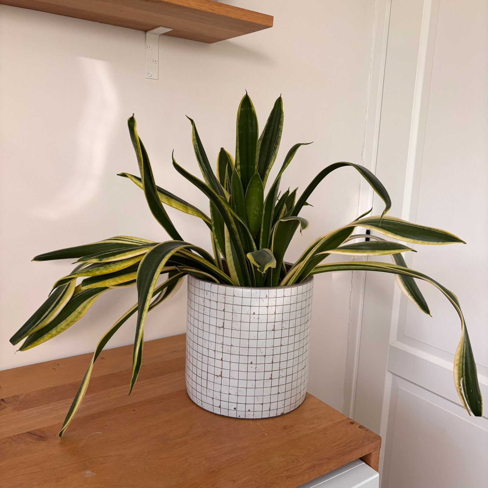 Grote Sansevieria (Vrouwentong) incl. sierpot - 60 cm hoog, Ophalen, Halfschaduw, In pot, Minder dan 100 cm
