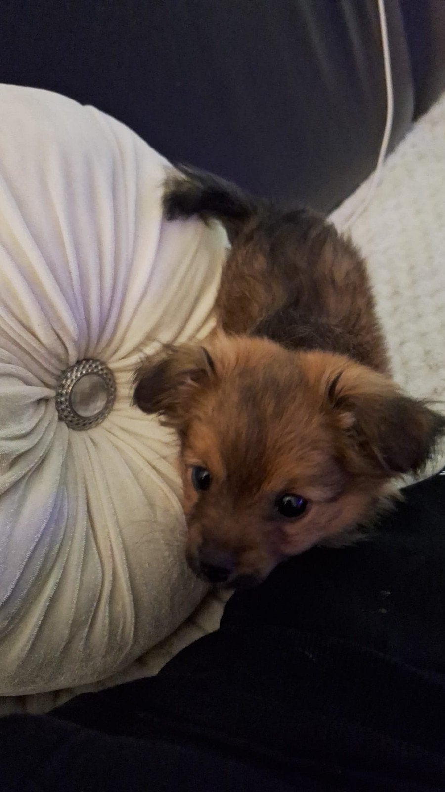 te koop kruising dwergpinsher met een boomer, 15 weken tot 1 jaar, Reu, Eén hond, Klein