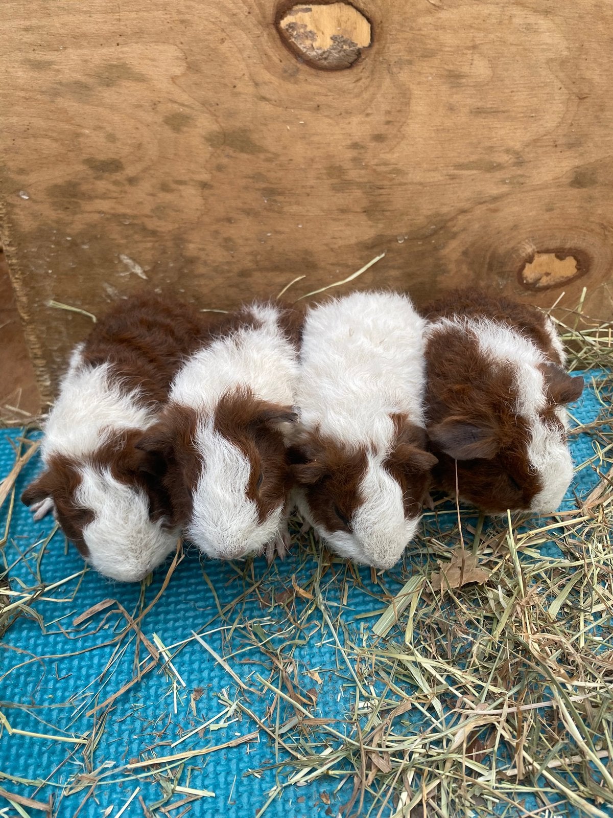 Zeugjes cavia rex roodbont, Dieren en Toebehoren, Knaagdieren, Cavia, Mei, Meerdere dieren, Tam