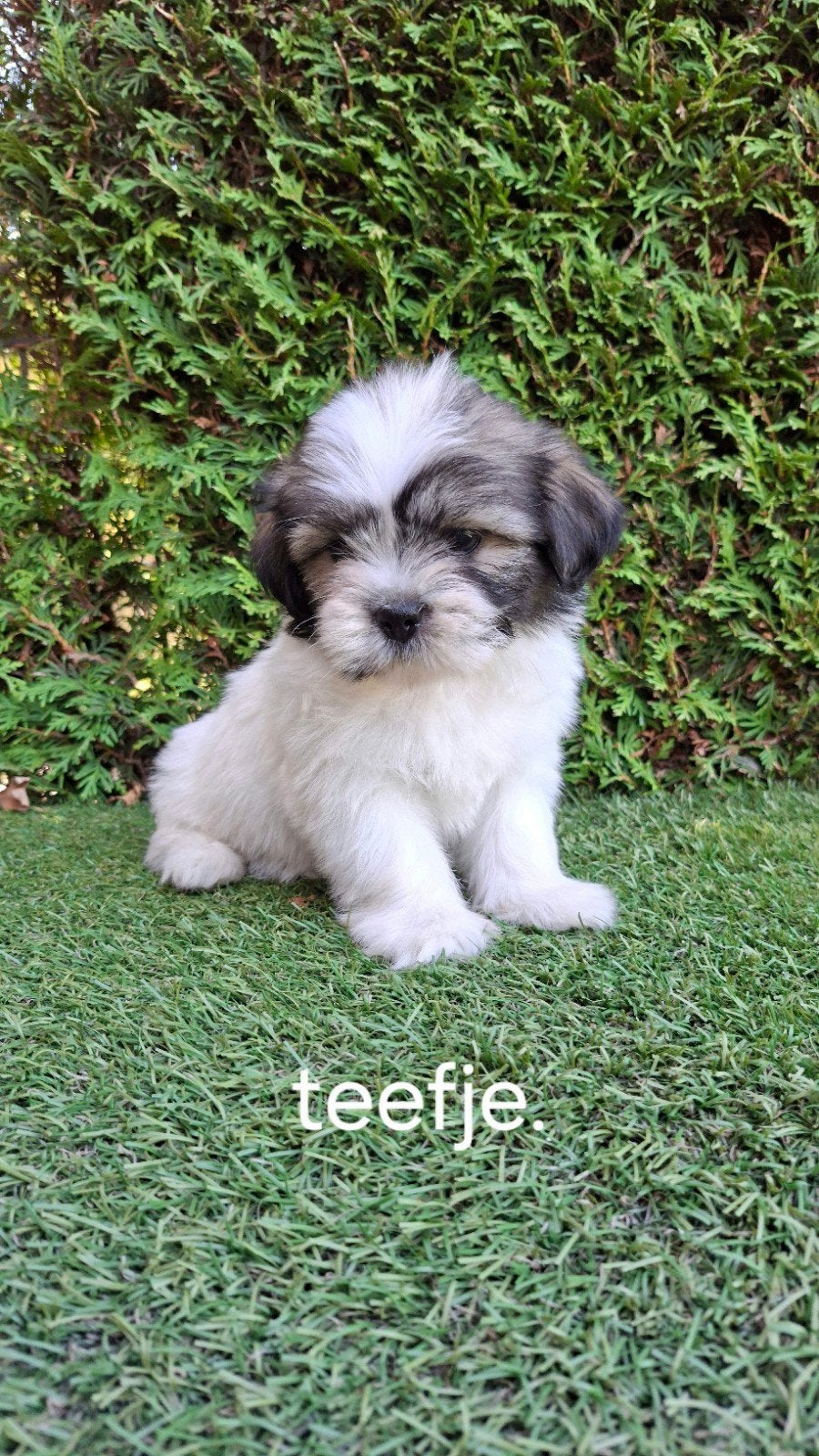 Zeer mooie speelse boomer pups., Dieren en Toebehoren, Parvo, 8 tot 15 weken, Meerdere, Nederland