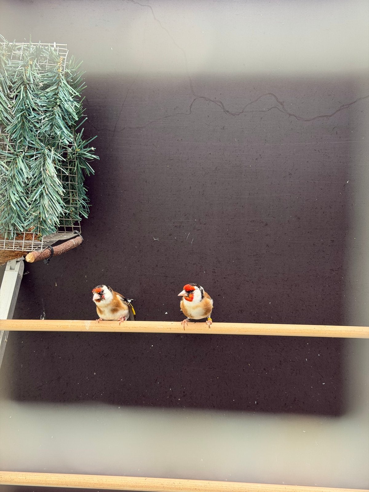 Mooi span majoor putters, Meerdere dieren, Wildzangvogel