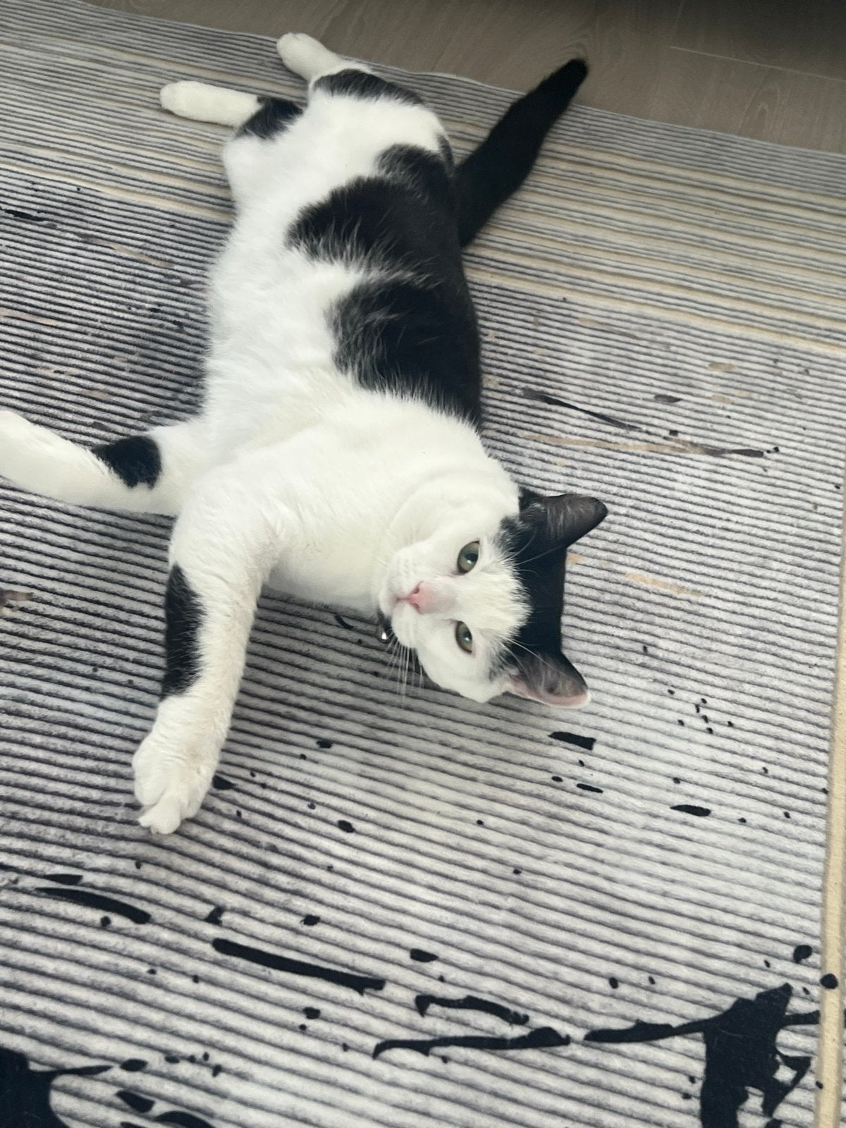 Kater te koop, Dieren en Toebehoren, Katten en Kittens | Overige Katten, Kater, 0 tot 2 jaar