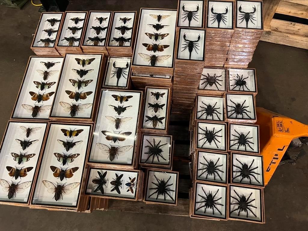 Opgezette bijzondere insecten in luxe lijsten vanaf €24,-