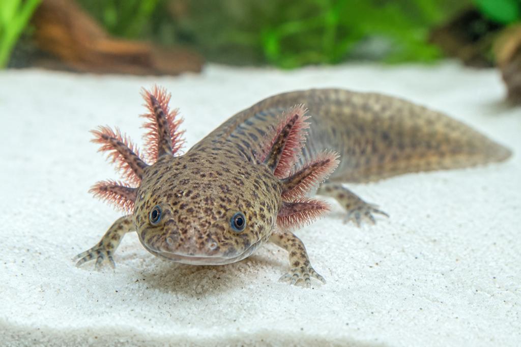 Axolotl, Vis