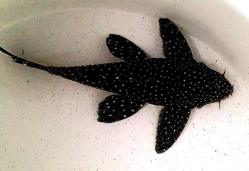 Mooi trio l240 vampier pleco, Dieren en Toebehoren, Vis