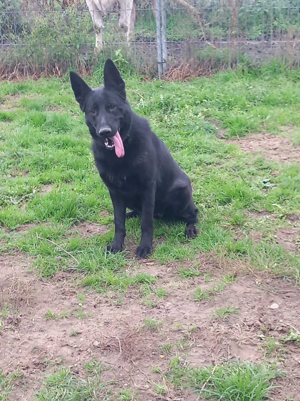 Duitse Herder KNPV IPO TEEF, Dieren en Toebehoren, Teef, Eén hond, CDV (hondenziekte), 3 tot 5 jaar