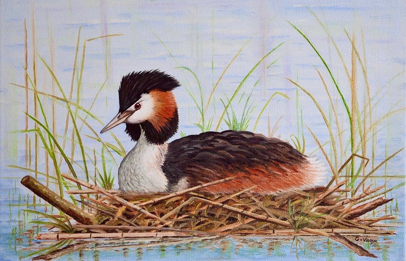Schilderij Fuut op nest - Olieverf op doek, Antiek en Kunst, Doek, Realistisch, Dieren, Ophalen of Verzenden