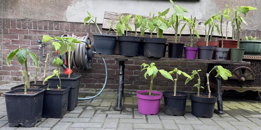 Brugmansia plantjes geel, Ophalen, Vaste plant, Overige soorten, Volle zon