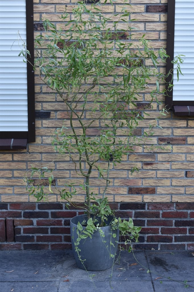 Kronkelwilg 170 cm hoog met bonte maagdenpalm in pot 20 euro, Ophalen, Vaste plant, Overige soorten, Volle zon