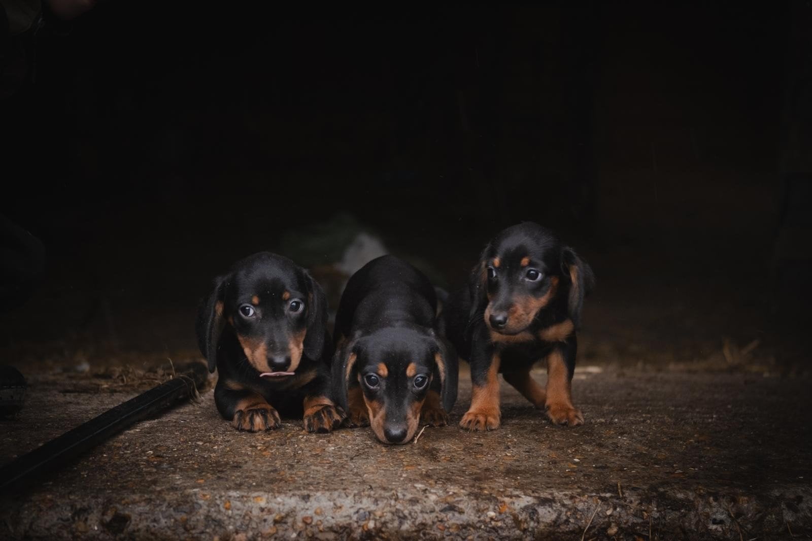 3 super leuke pups te koop!, Overige rassen, 8 tot 15 weken, Meerdere, Meerdere dieren