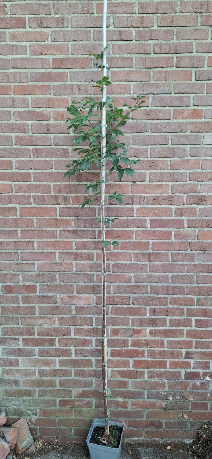 Acer griseum, papieresdoorn, Ophalen, Halfschaduw, Overige soorten