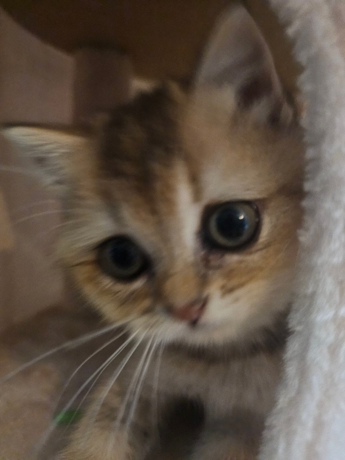 Britse korthaar  NY 12, Poes, Ontwormd, 0 tot 2 jaar