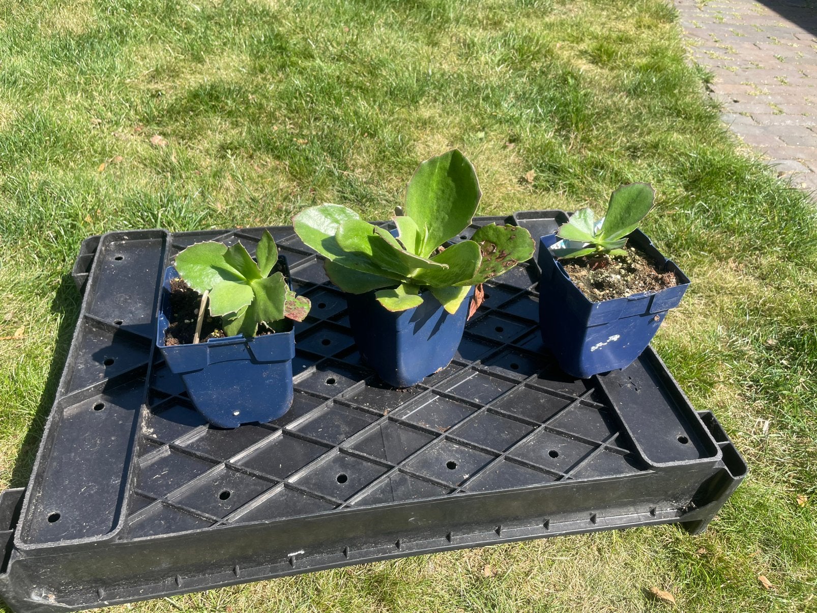 Kalanchoe Synsepala, Huis en Inrichting, Kamerplanten, Ophalen, Halfschaduw, Minder dan 100 cm