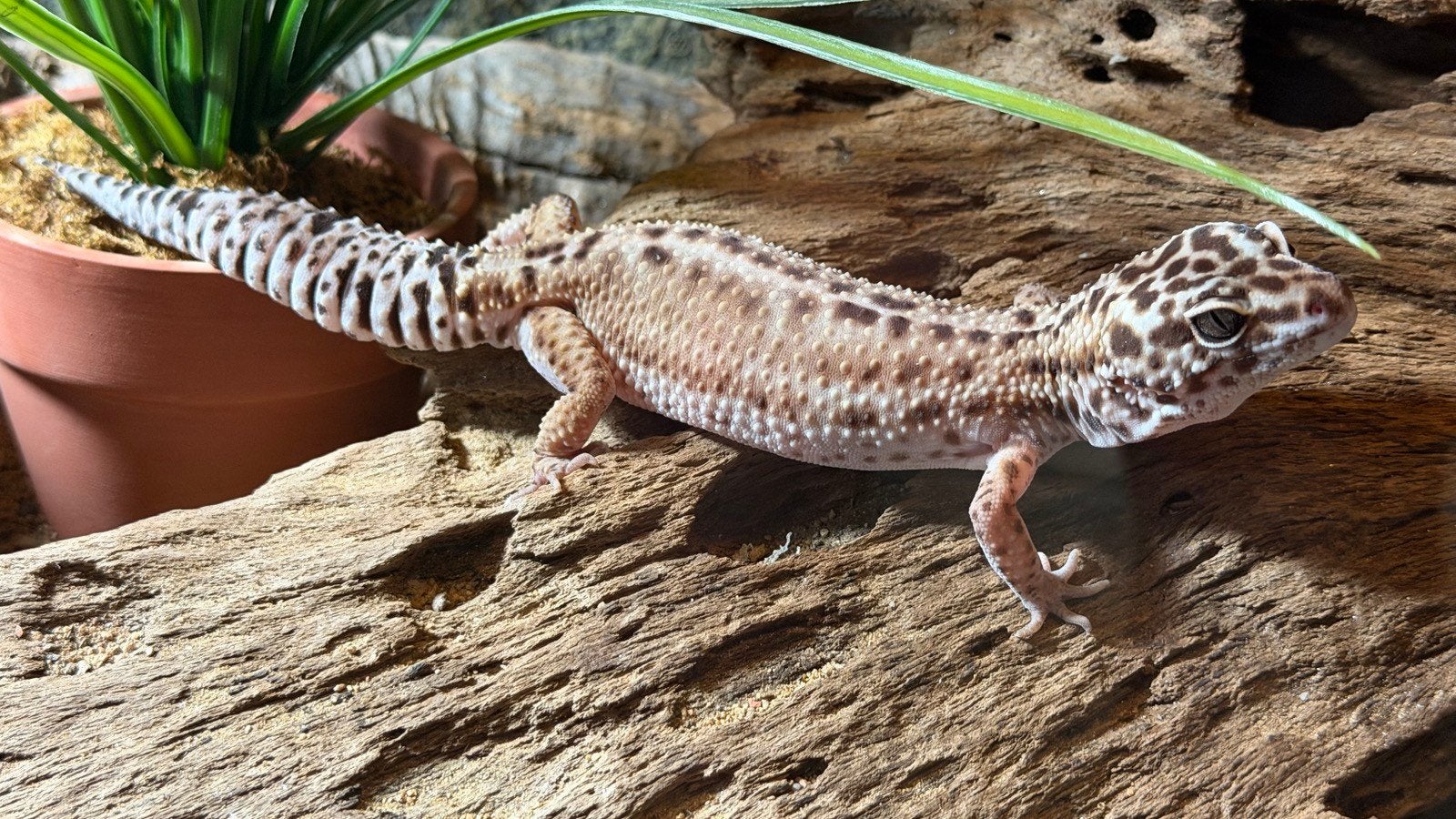 Luipaardgekko met terrarium Leopard Gecko photo 2