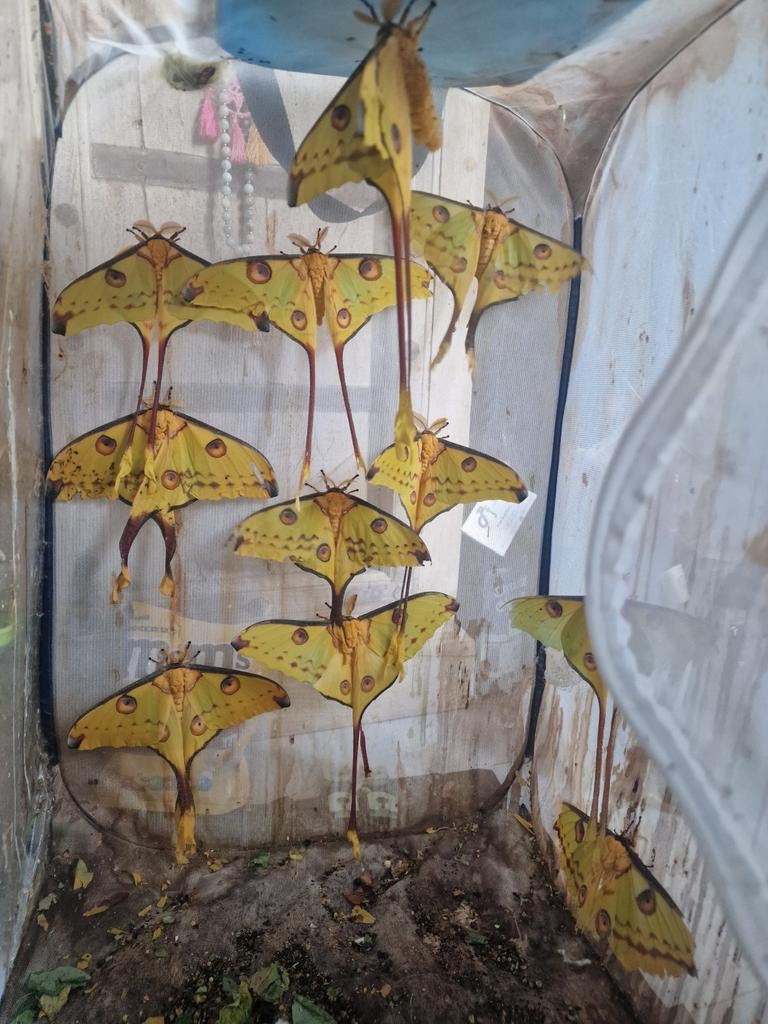 Argema Mittrei Cocoons(Komeetstaart vlinder), Dieren en Toebehoren, Bijen