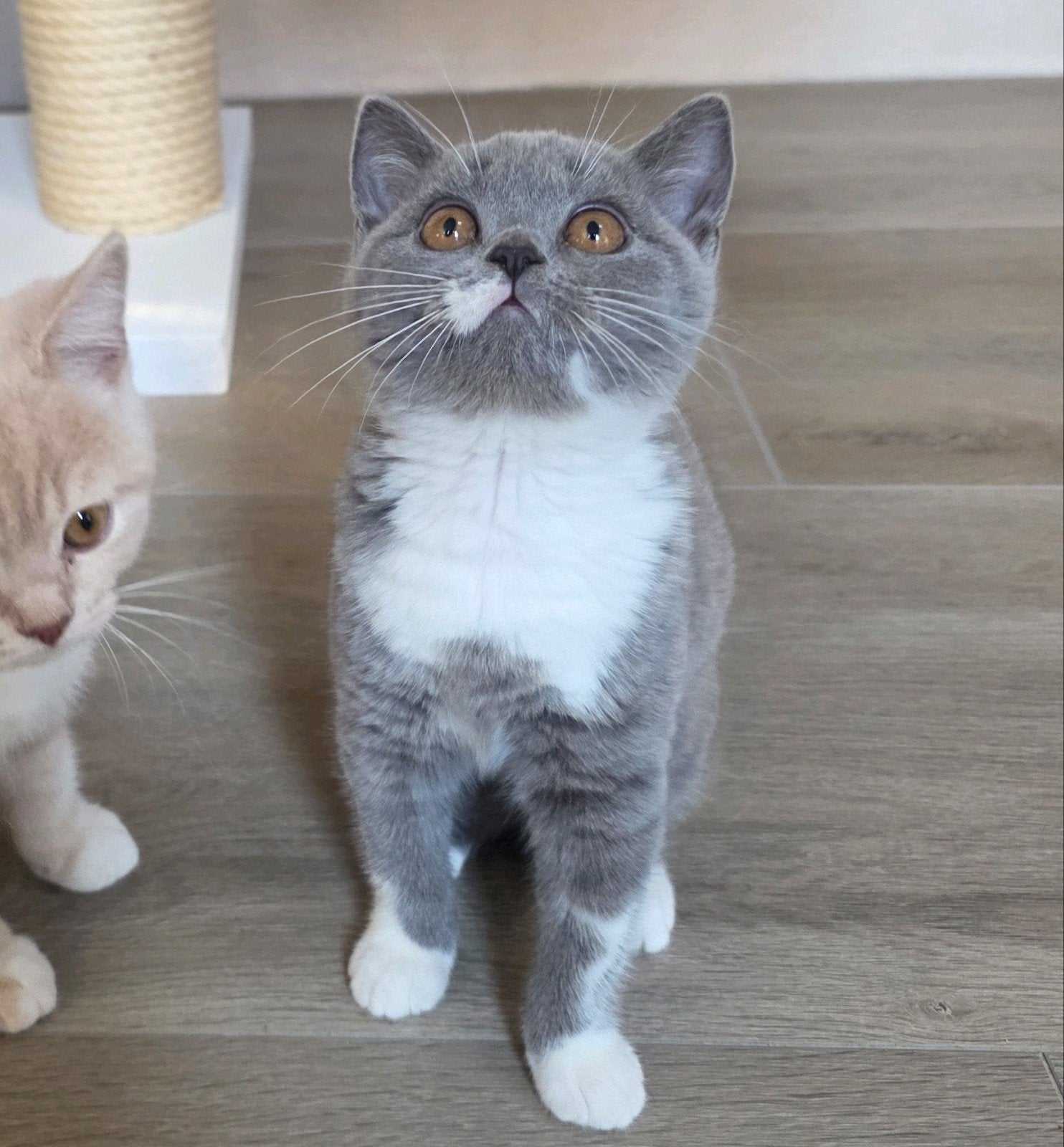 Britse korthaar kittens met stamboom, Dieren en Toebehoren, Katten en Kittens | Raskatten | Korthaar, Meerdere dieren, Met stamboom