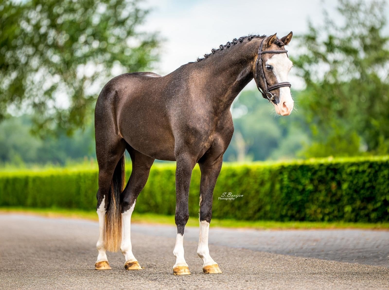 Welsh C pony *voor de snelle beslisser*, Dieren en Toebehoren, Pony's, Ruin, C pony (1.27m tot 1.37m), 3 tot 6 jaar, Met stamboom