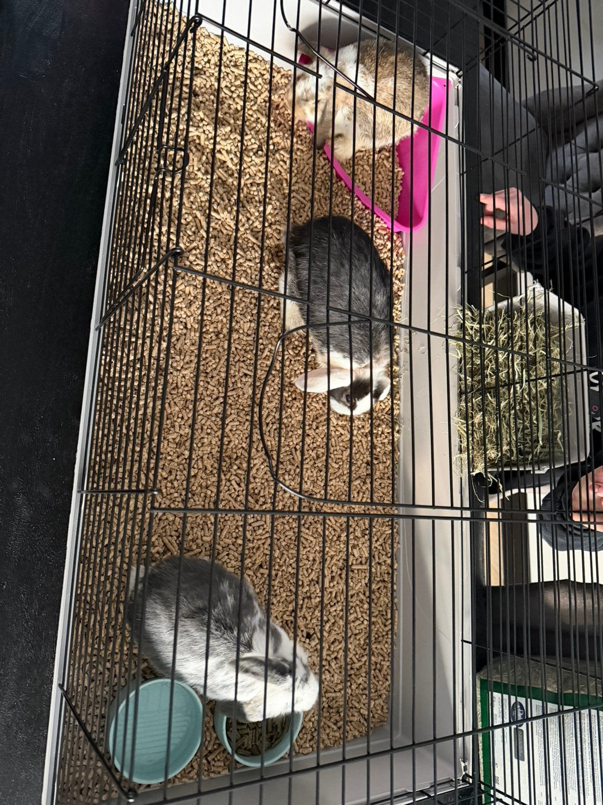 Drie lieve konijnen incl Hok, Dieren en Toebehoren, Vrouwelijk, Klein, 0 tot 2 jaar