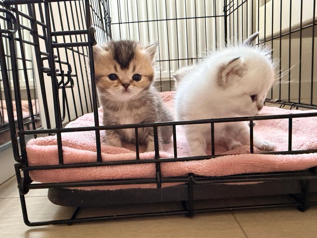 Britse shorthair colorpoint  en golden black shaded kittens!, Dieren en Toebehoren, Katten en Kittens | Raskatten | Korthaar, Meerdere dieren
