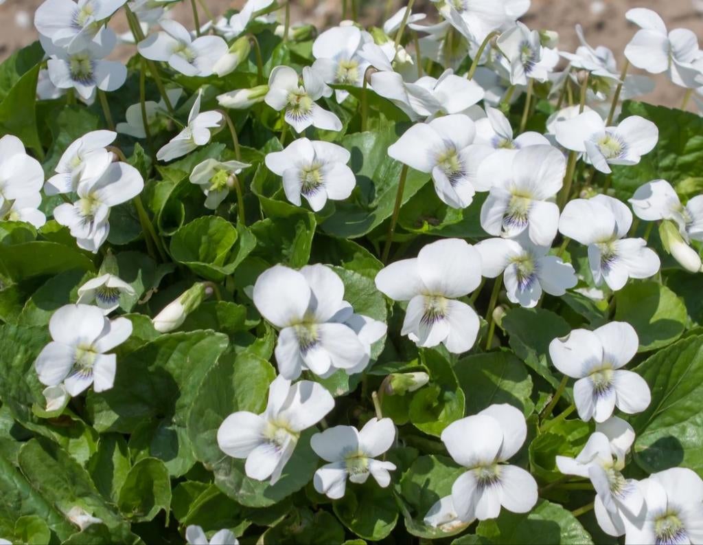 VIOLA ODORATA wit maartsviooltje bodembedekker, Ophalen, Overige soorten, Volle zon