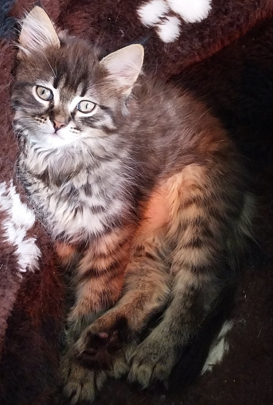 Langhaar Kittens, Maine Coon x Neva Masquerade., Dieren en Toebehoren, Katten en Kittens | Raskatten | Langhaar, Meerdere dieren